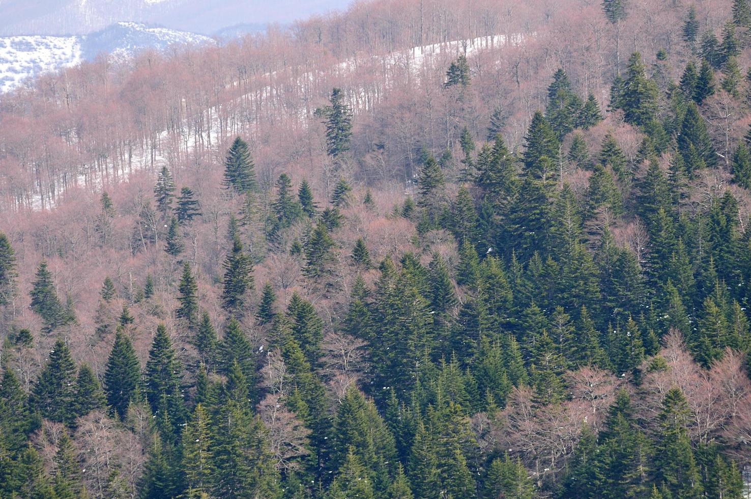 winter landscape view photo