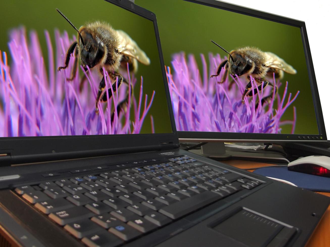 bee macro on sharp dual display... photo