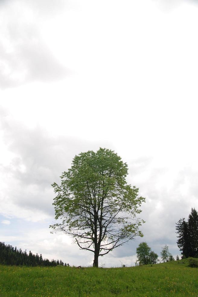 lonely tree view photo