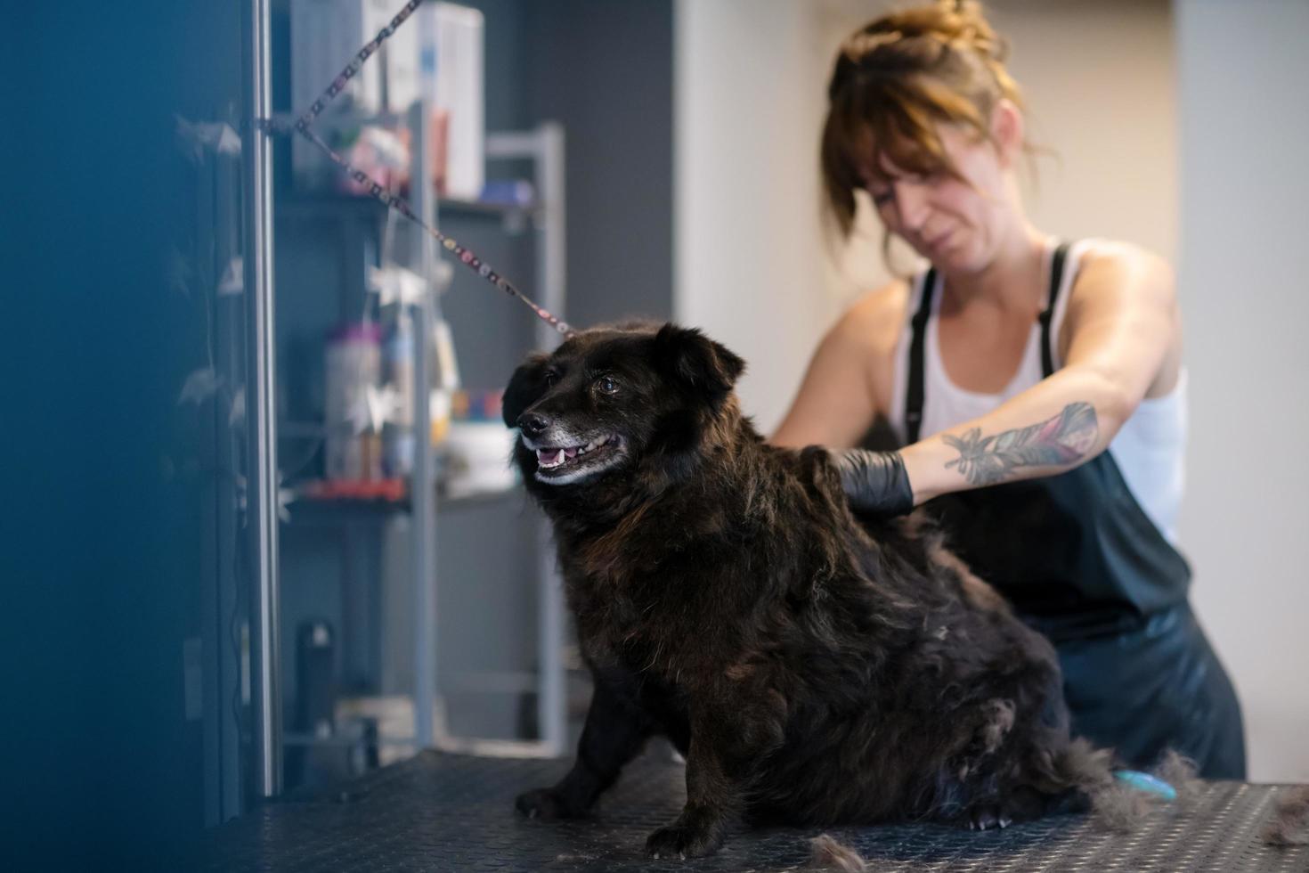 pet hairdresser woman cutting fur of cute black dog photo