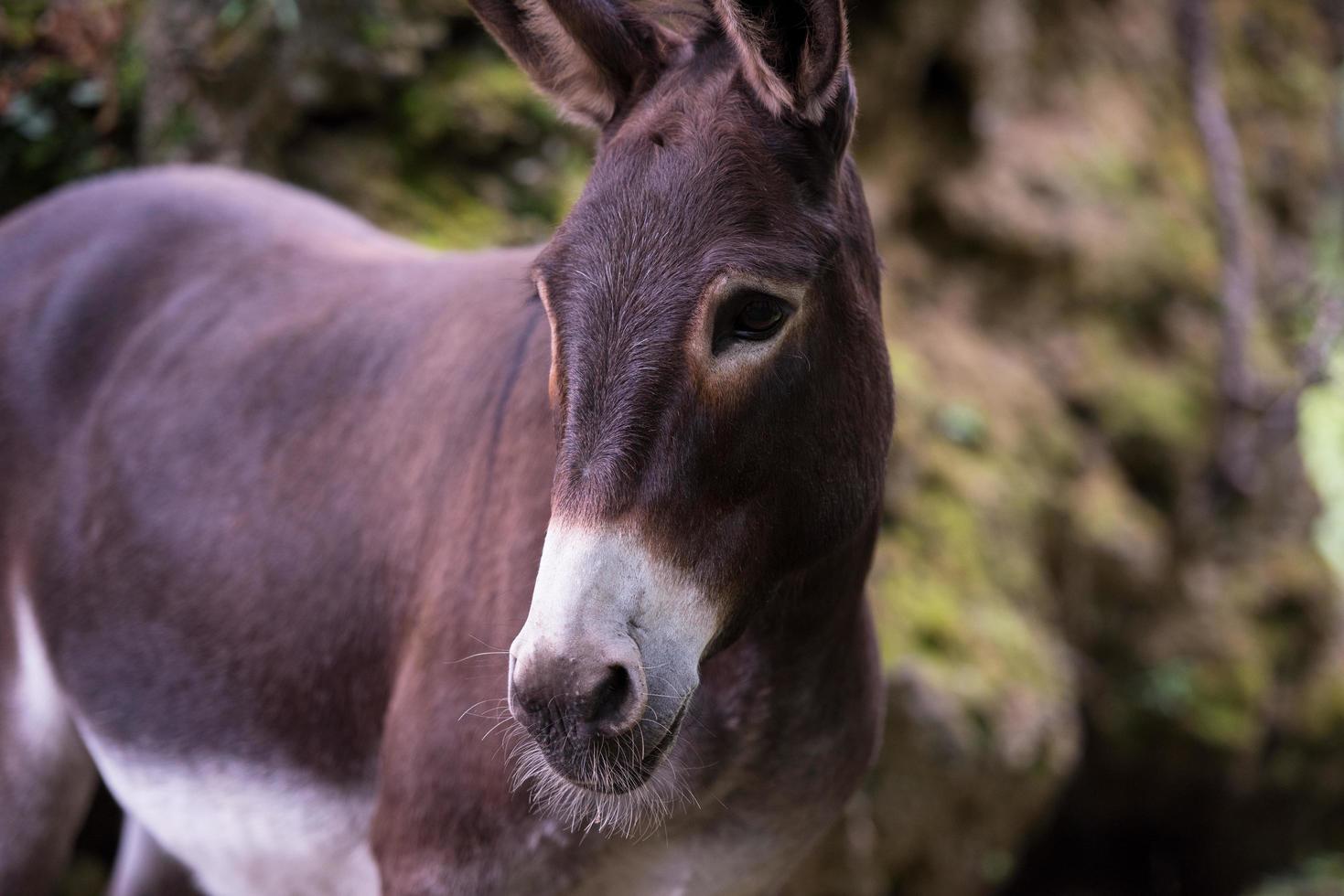 Donkey in the woods photo