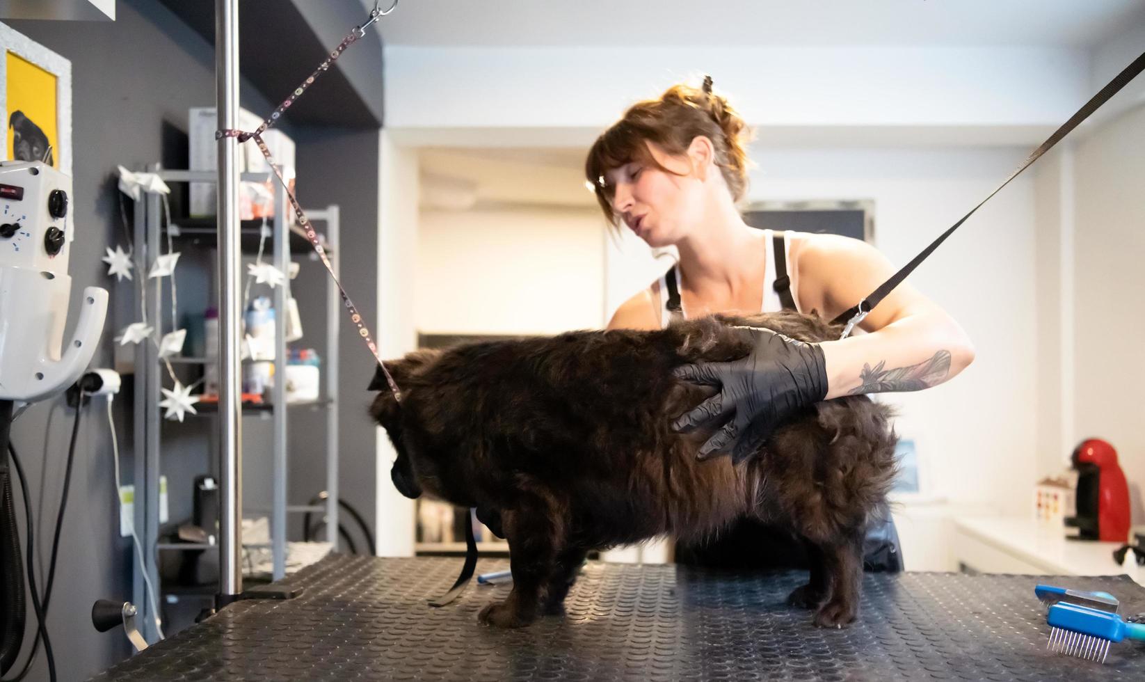 pet hairdresser woman cutting fur of cute black dog photo