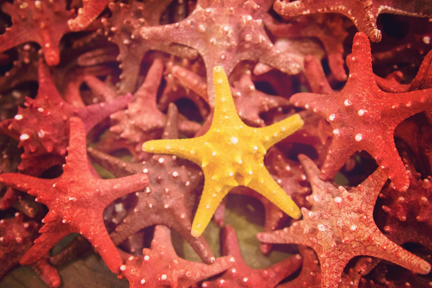 Plenty of starfish photo
