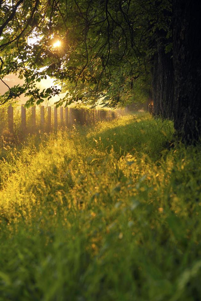 sunrise in beautiful alley photo