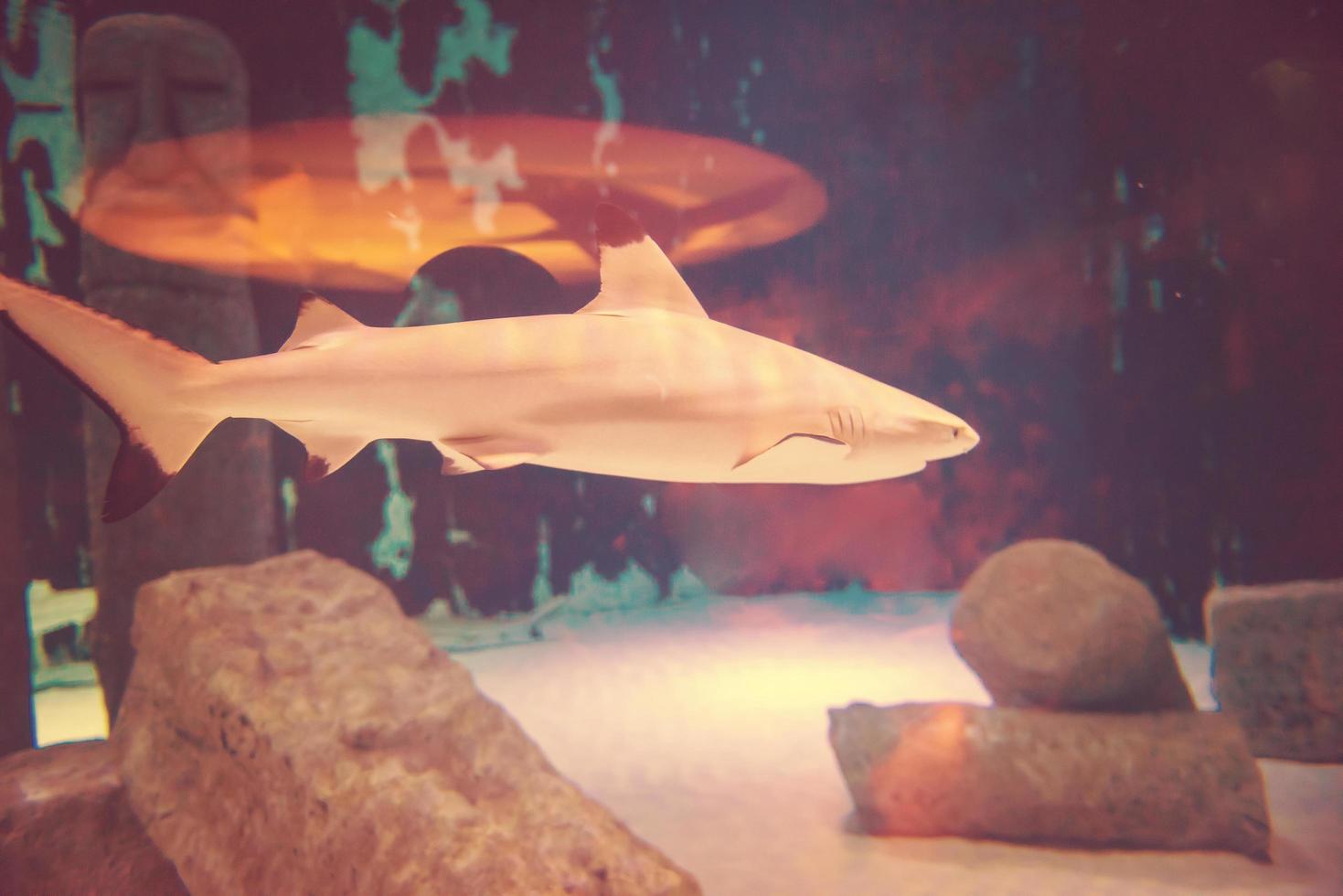 tiburón nadando en acuario foto