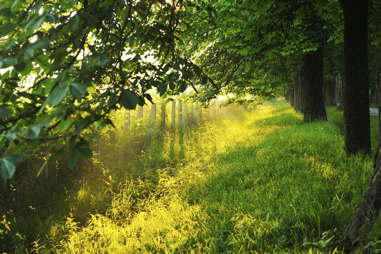 sunrise in beautiful alley photo
