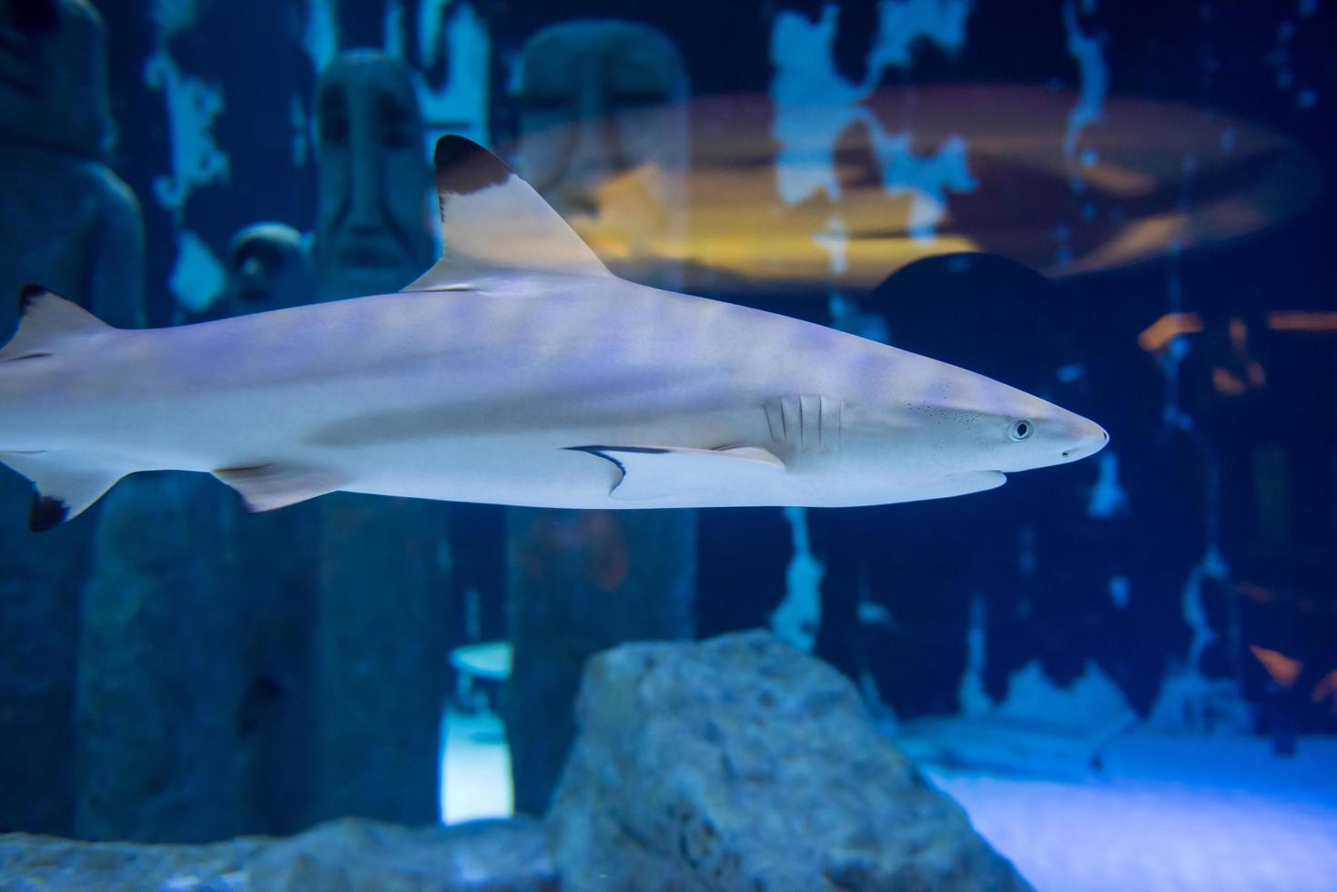 tiburón nadando en acuario foto