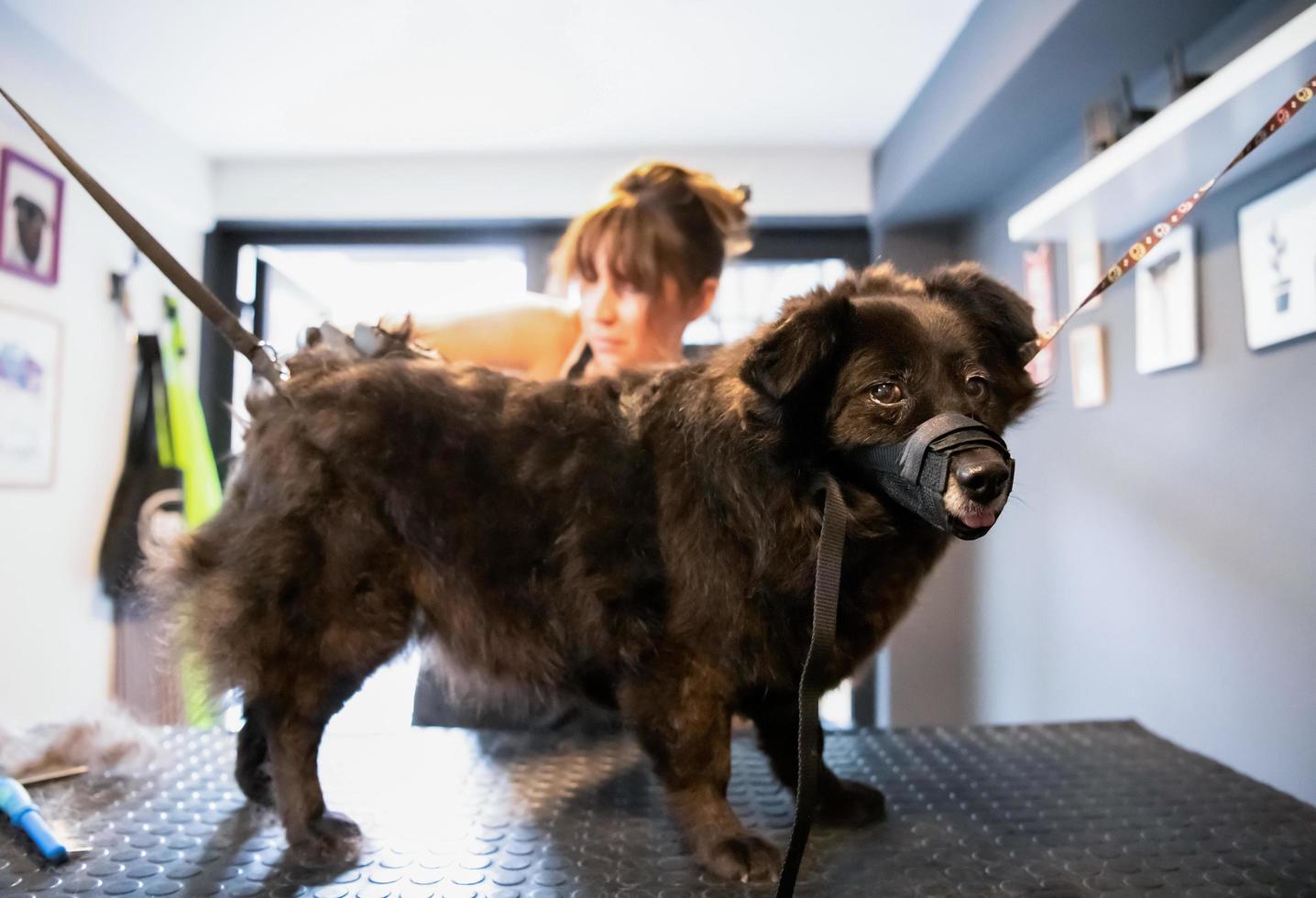 peluquero de mascotas mujer cortando pieles de lindo perro negro foto