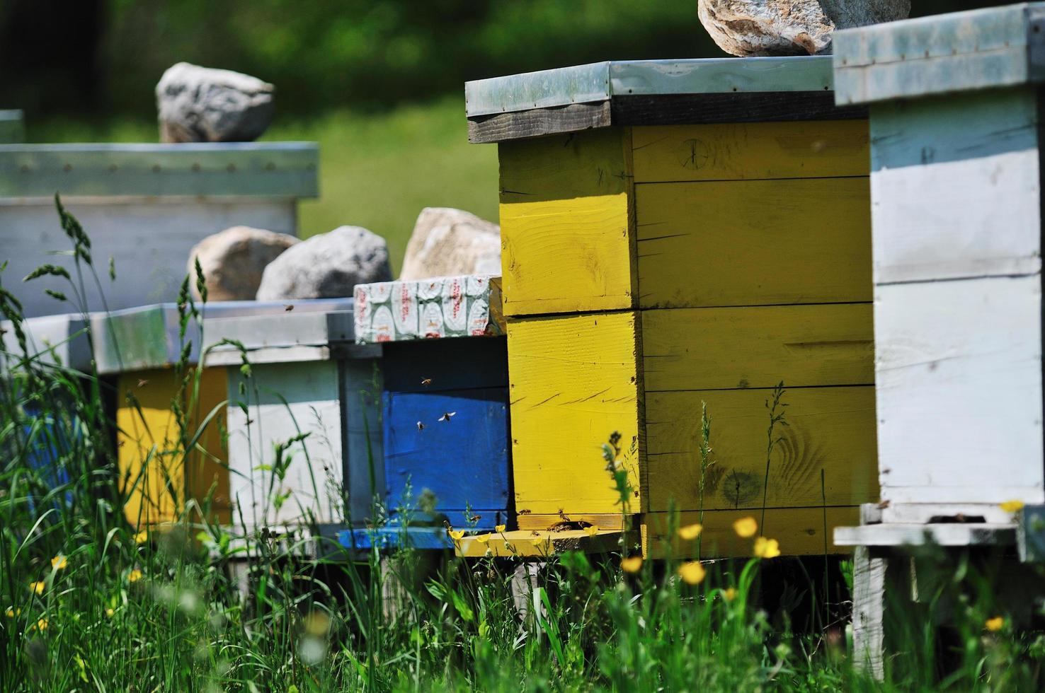 bee home at meadow photo