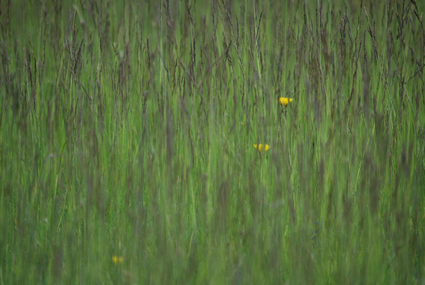 green grass background photo