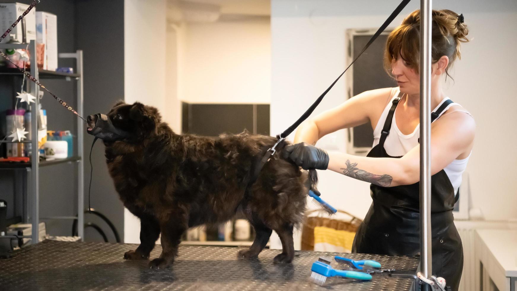 pet hairdresser woman cutting fur of cute black dog photo