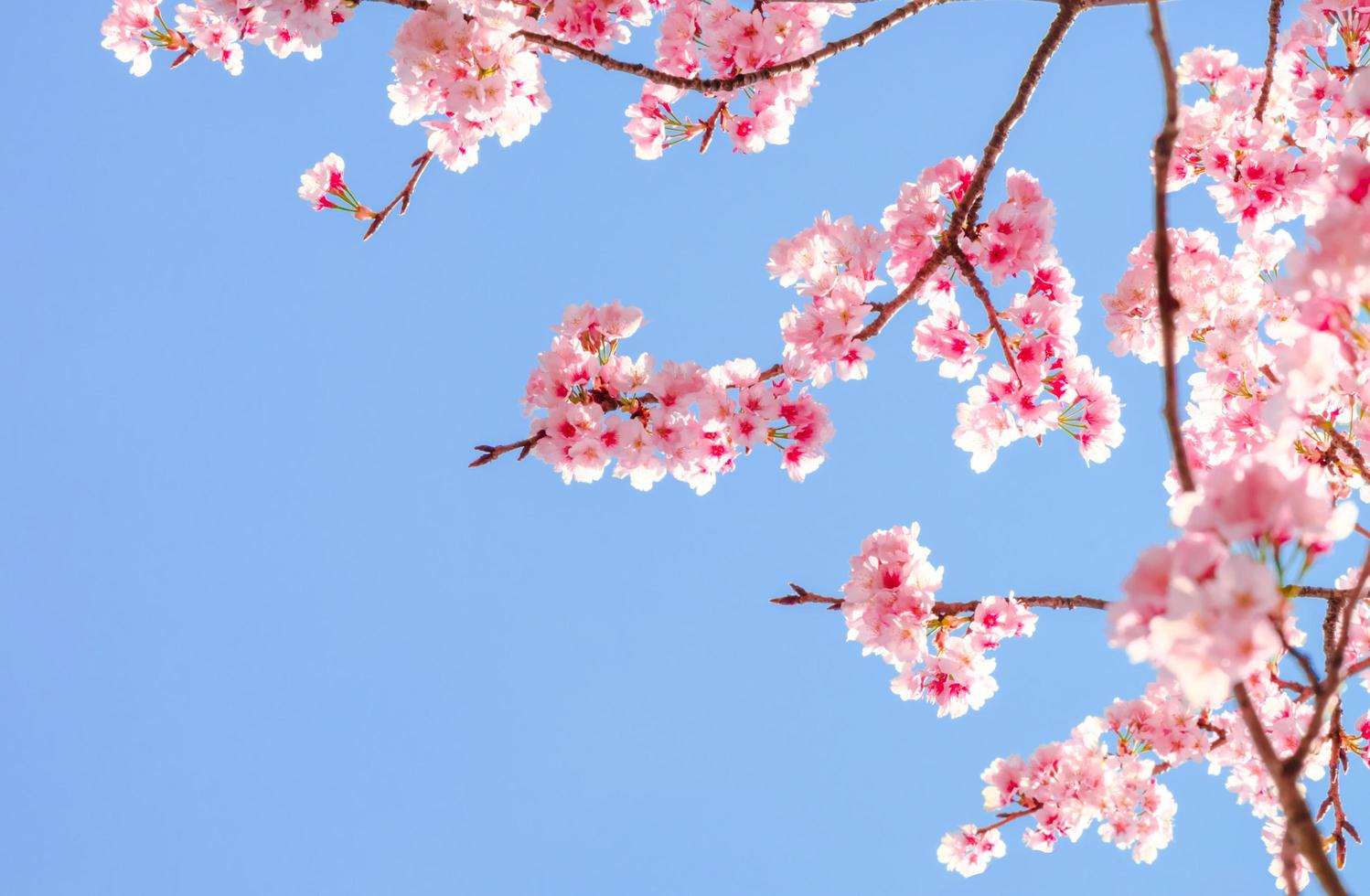 hermosas flores de cerezo rosa sakura con refrescante en la mañana sobre fondo de cielo azul en Japón foto