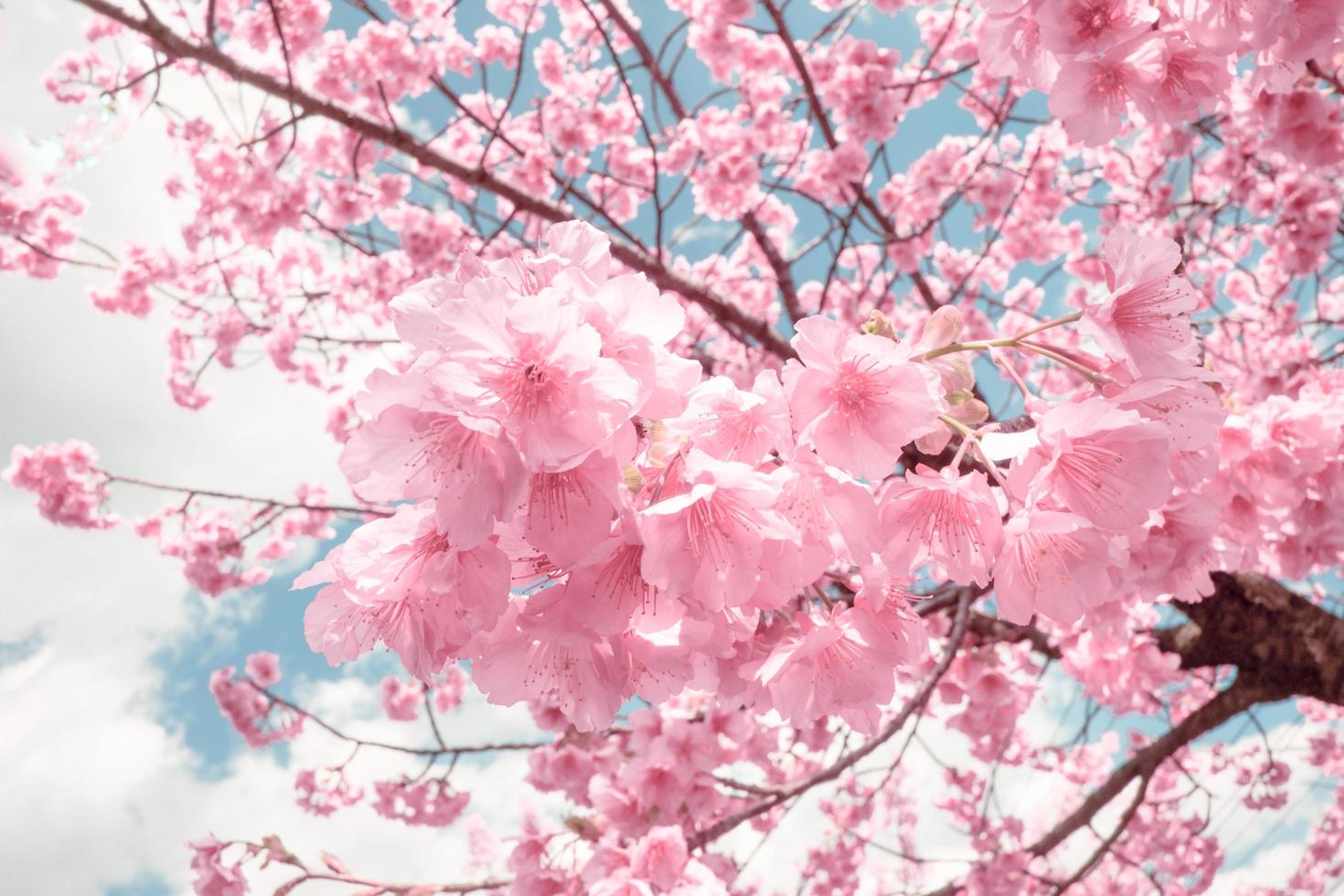 hermosas flores de cerezo rosa sakura con refrescante en la mañana sobre fondo de cielo azul en Japón foto