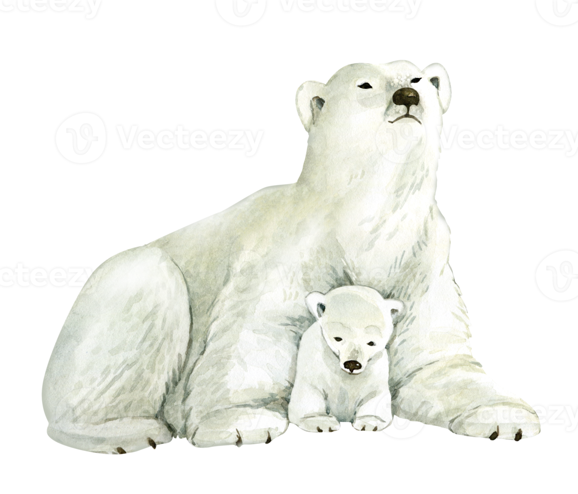 animal white polar bear with a bear cub on a white background, watercolor illustration. png