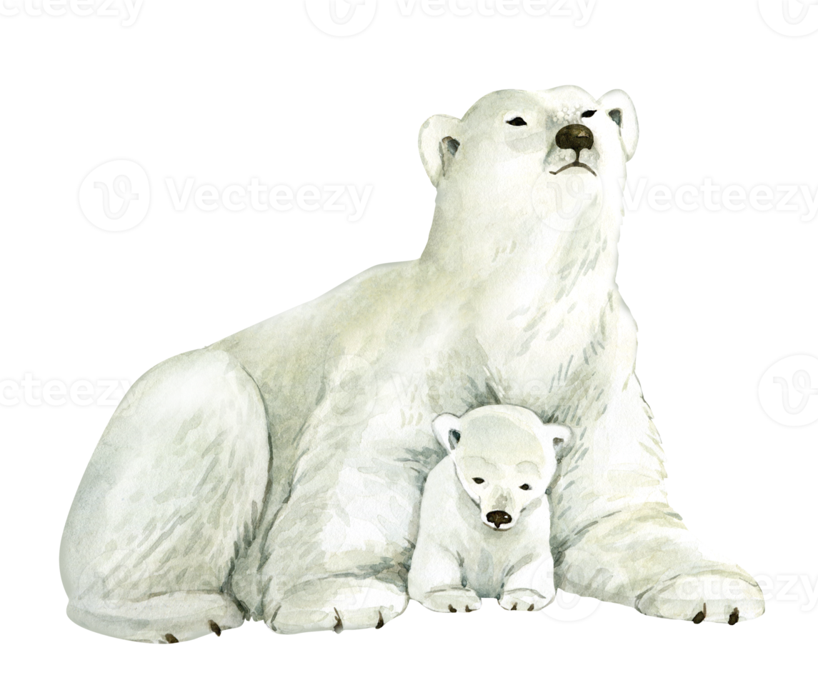 animal white polar bear with a bear cub on a white background, watercolor illustration. png