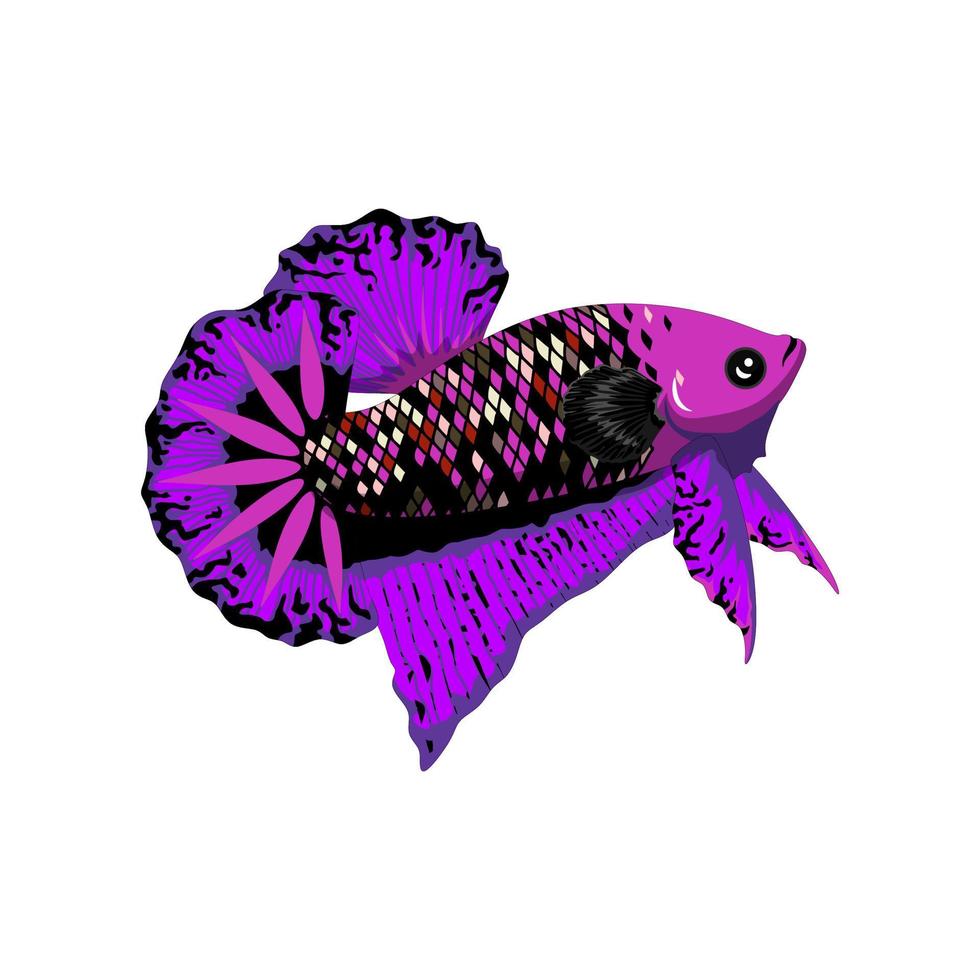 Betta Fish Vector illustration Art