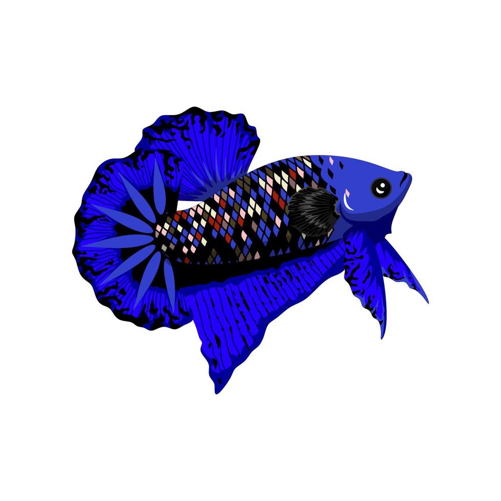 Betta Fish Vector illustration Art