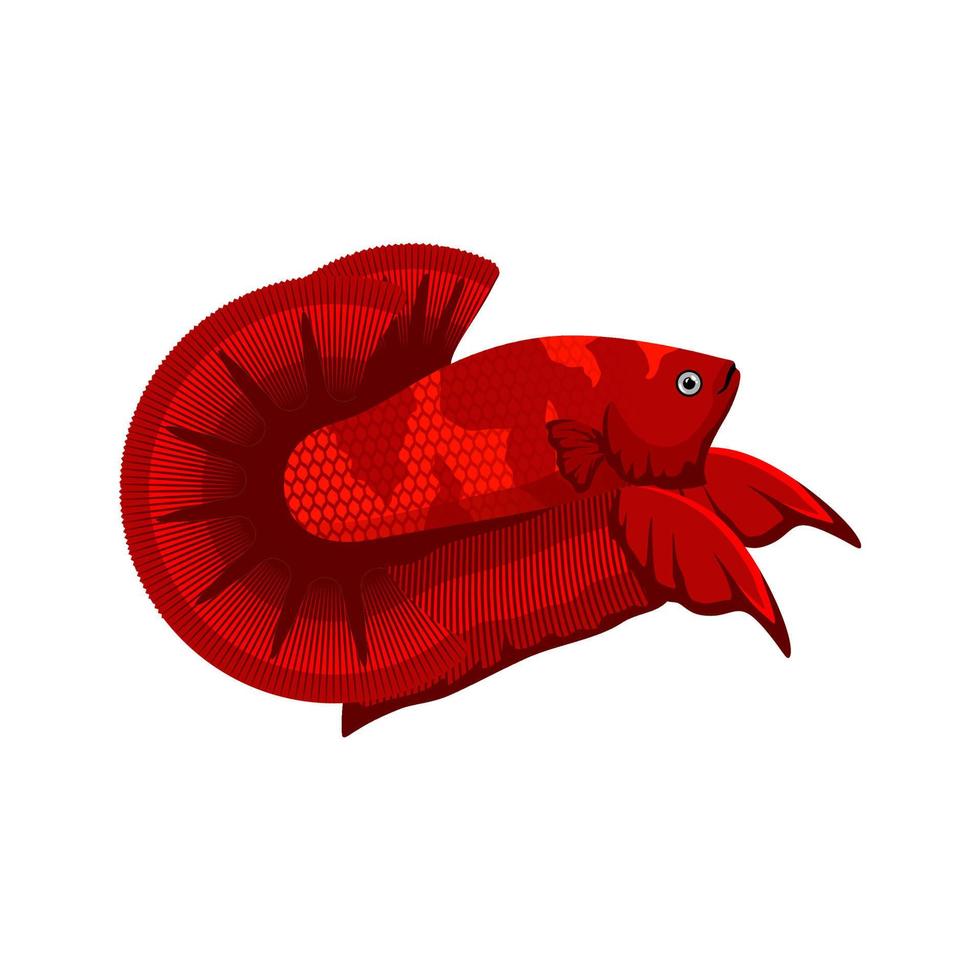 Betta Fish Vector illustration Art