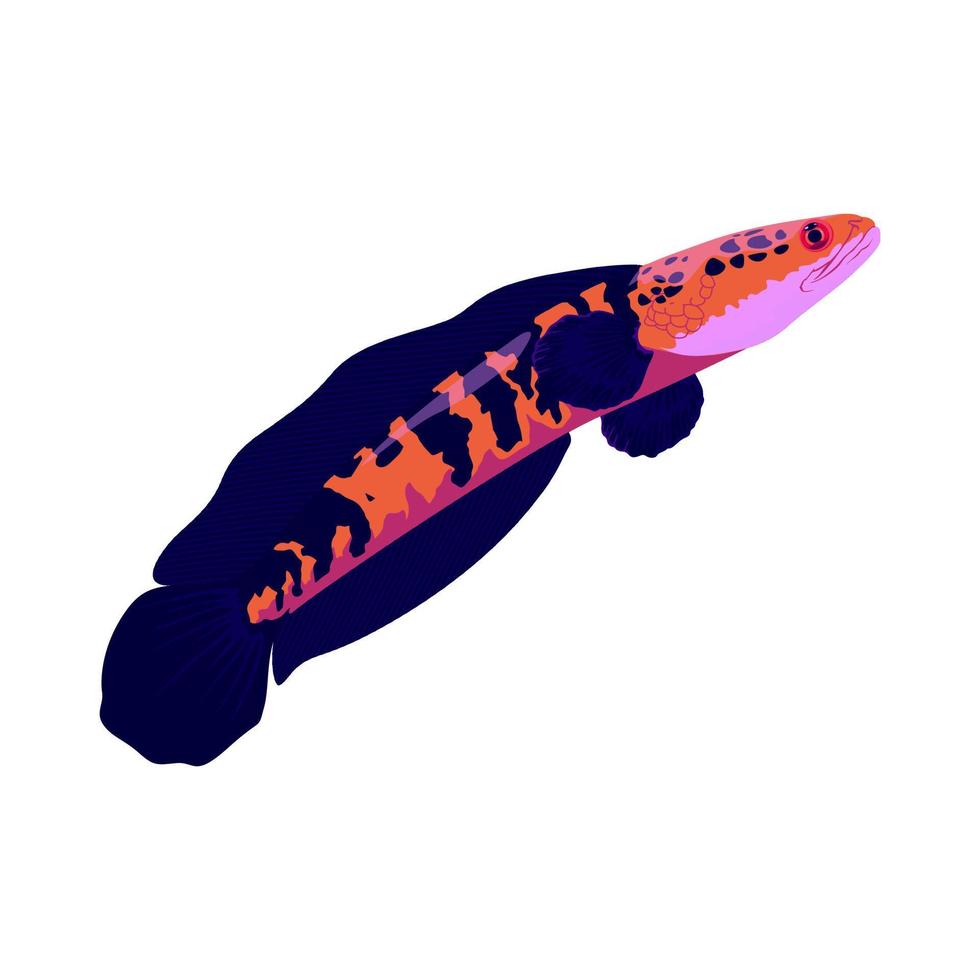 predator fish vector illustration Art