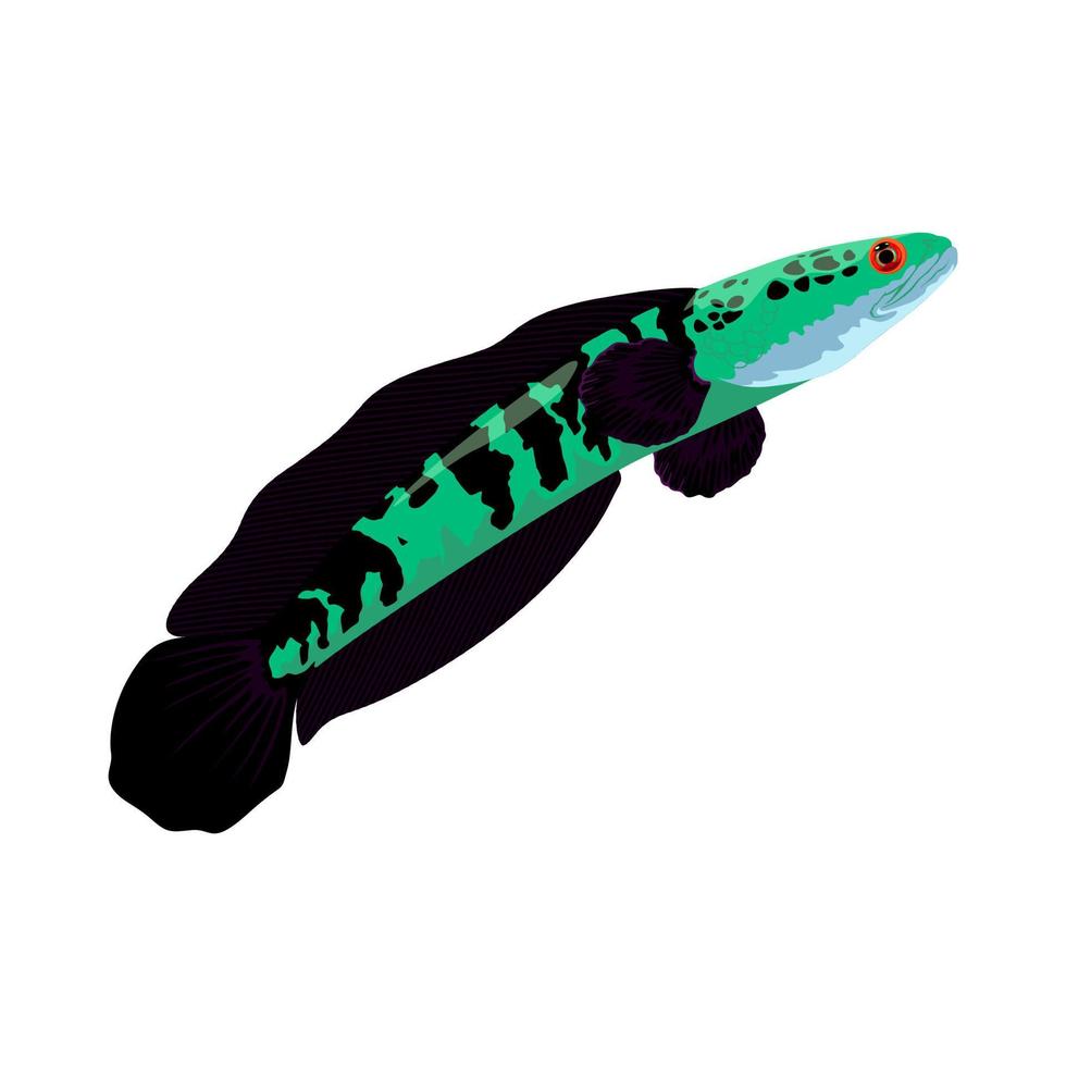predator fish vector illustration Art