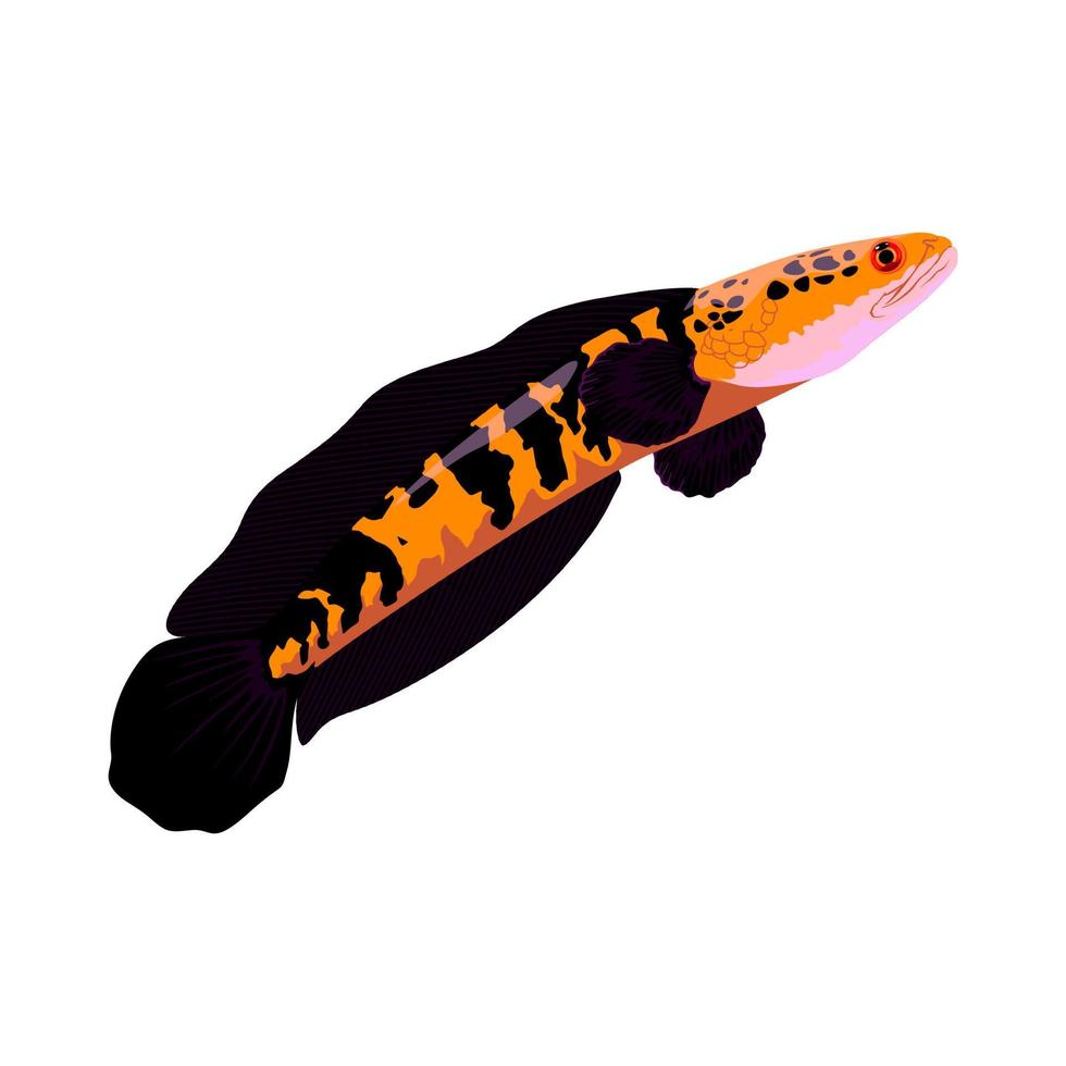 predator fish vector illustration Art