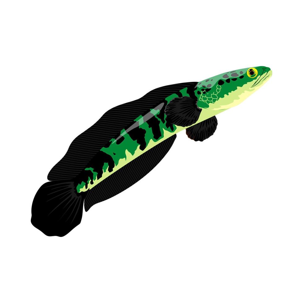 predator fish vector illustration Art