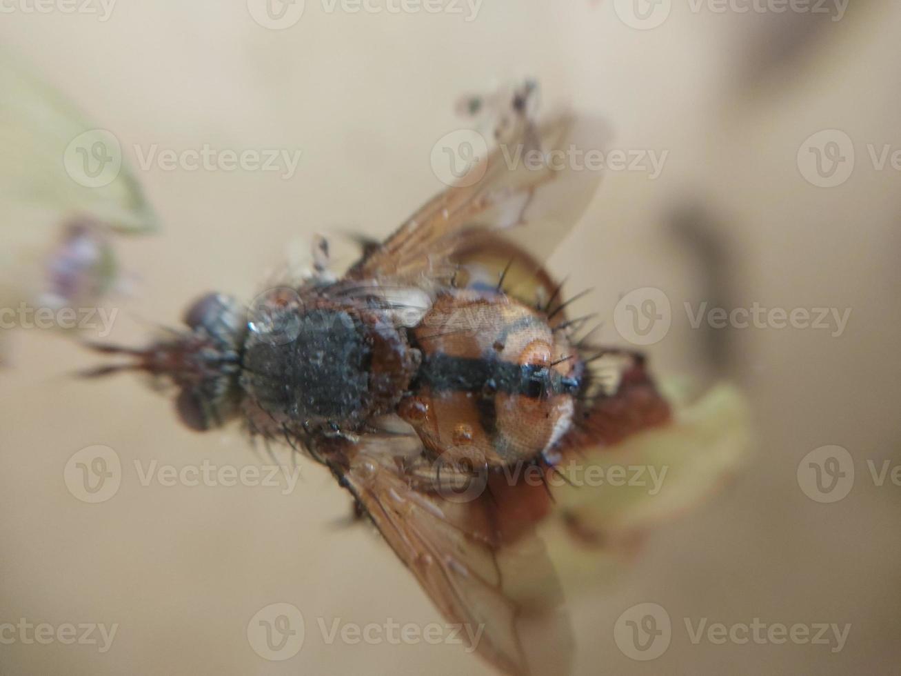 A fly crawls over plants in the garden photo