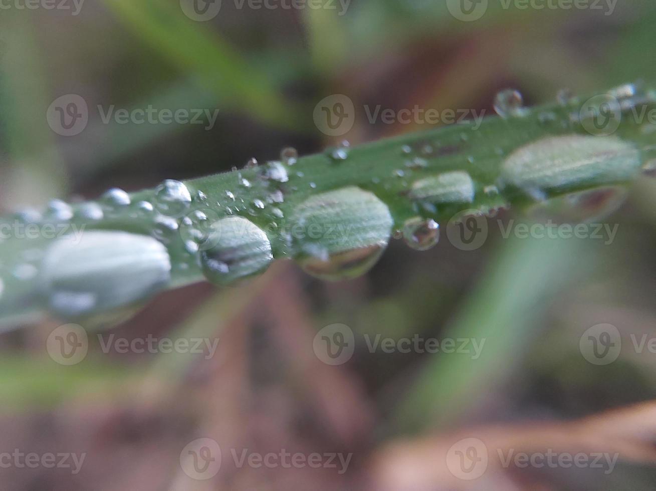 Fallen autumn morning dew on the leaves of plants photo