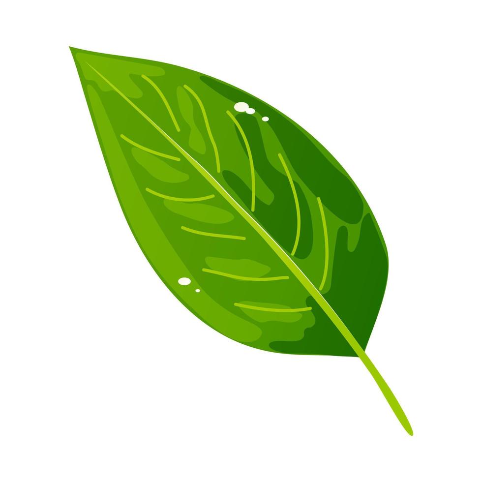 Green leaf illustration. Laurel or tea leaf. Foliage of a plant, tree, bush. Vector. vector