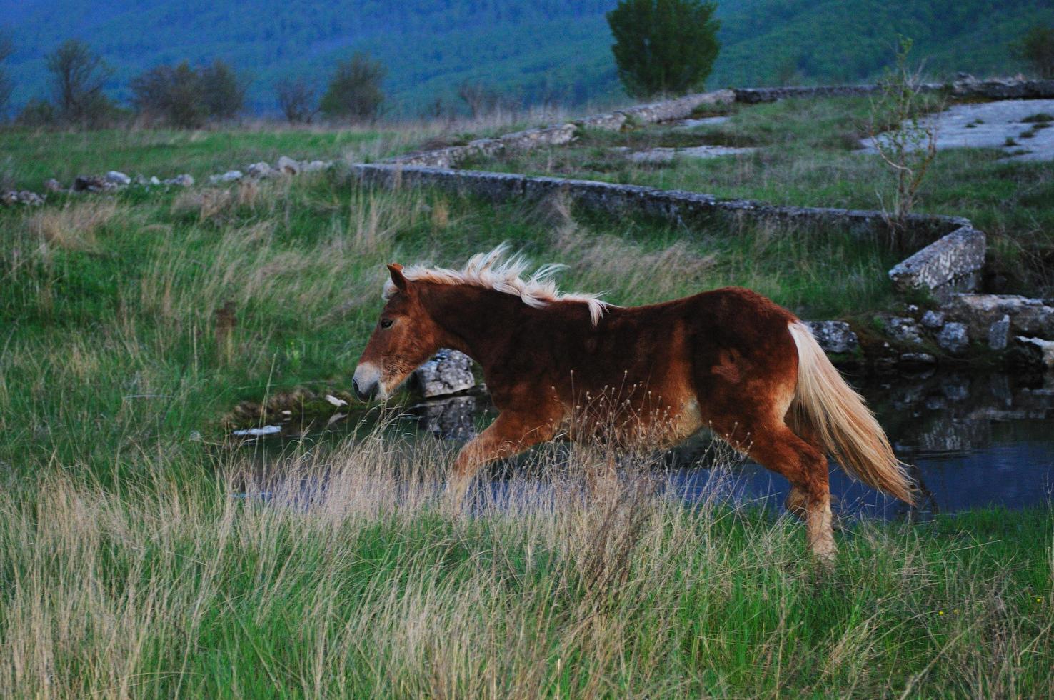 Horses in field photo