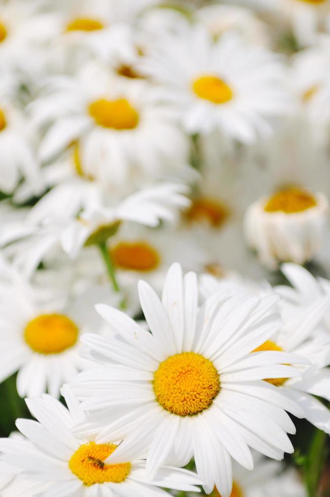 White flower view photo