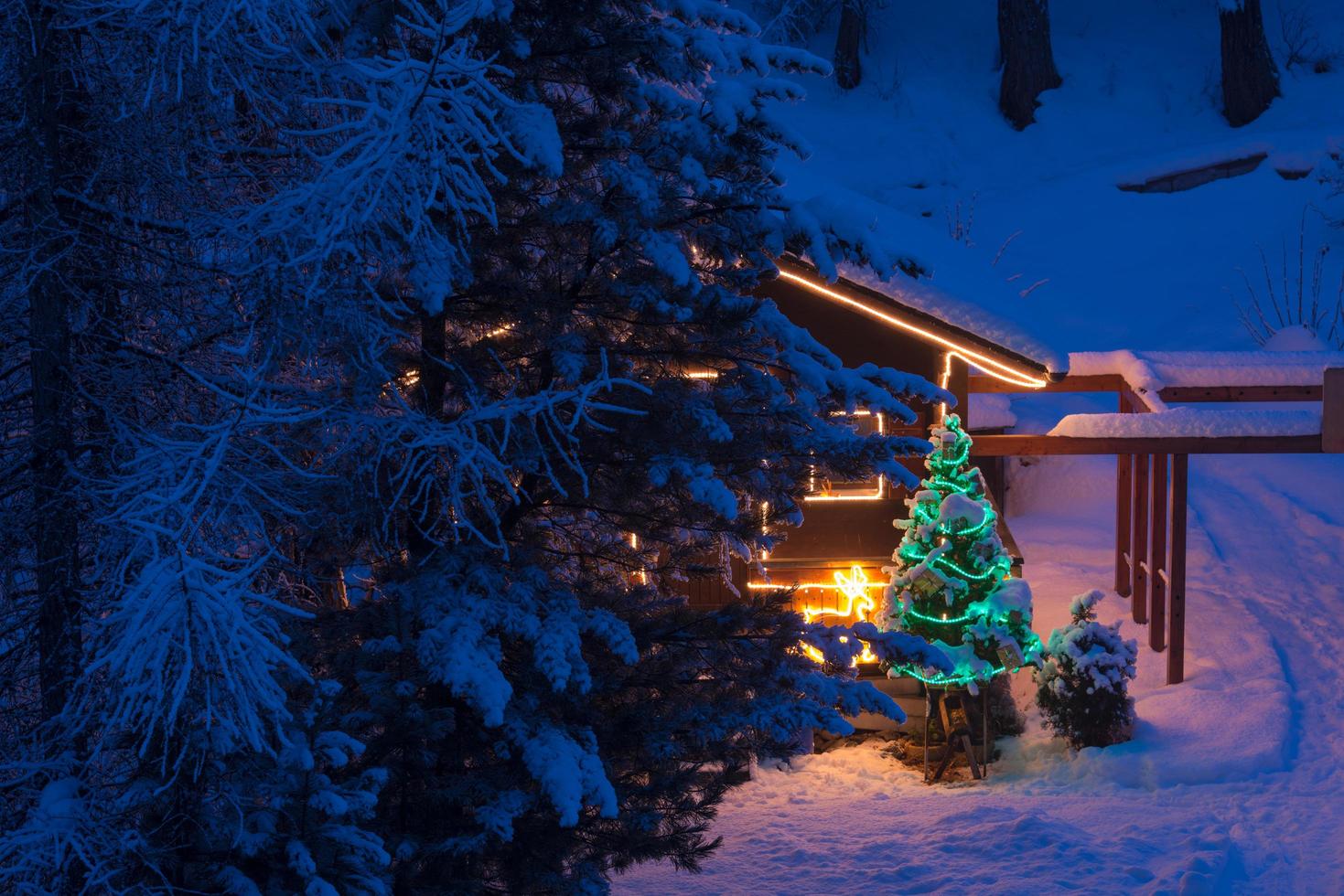 christmas tree outdoor decoration photo