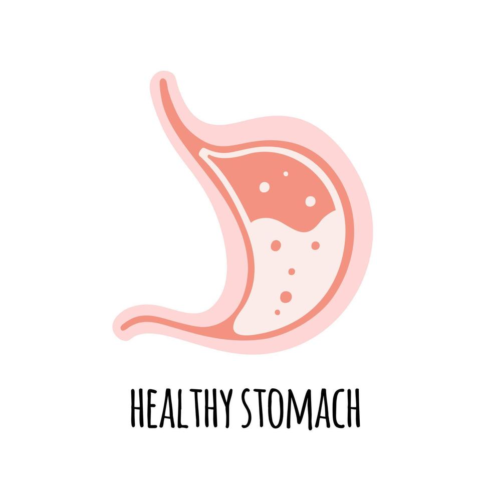 The stomach of a healthy person. Gastroenterology. Vector illustration in a flat style.
