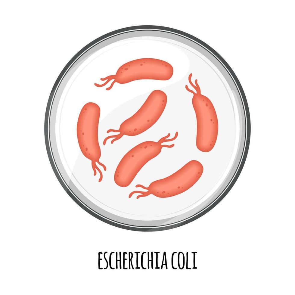 The human microbiome of escherichia coli in a petri dish. Vector image. Bifidobacteria, lactobacilli. Lactic acid bacteria. Illustration in a flat style.