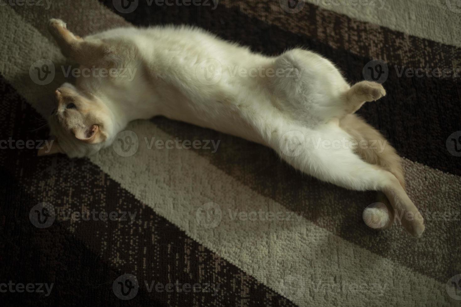 Cat on carpet. Cat at home. Pet caresses on floor. Animal is at home. photo