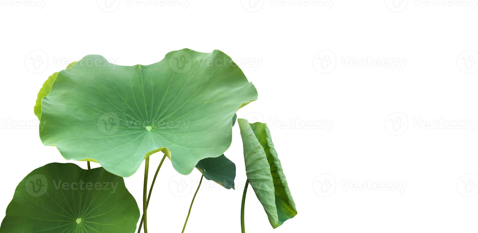 Isolated waterlily or lotus plants with clipping paths. photo