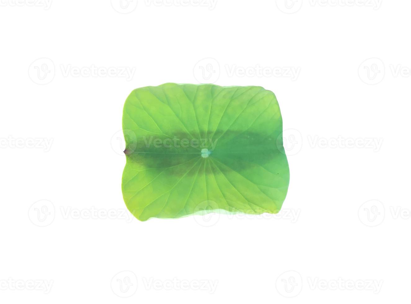 Isolated waterlily or lotus plants with clipping paths. photo