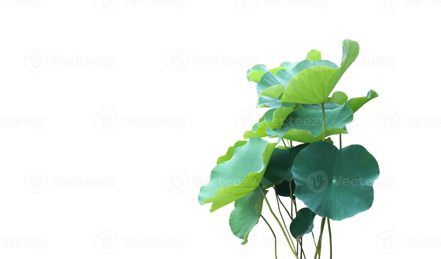 Isolated waterlily or lotus plants with clipping paths. photo