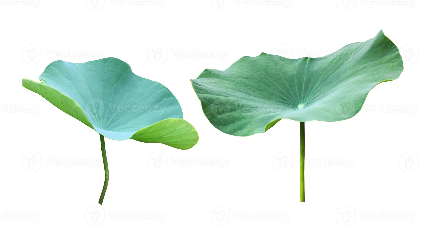 Isolated waterlily or lotus plants with clipping paths. photo