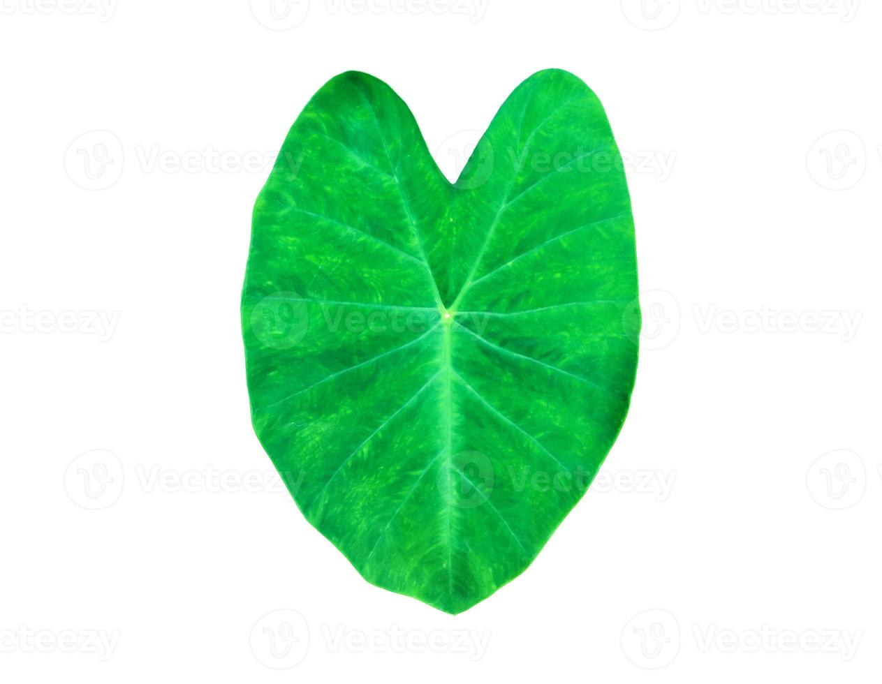 Isolated colocasia morning dew leaf and colocasia milky way leaf with clipping paths. photo
