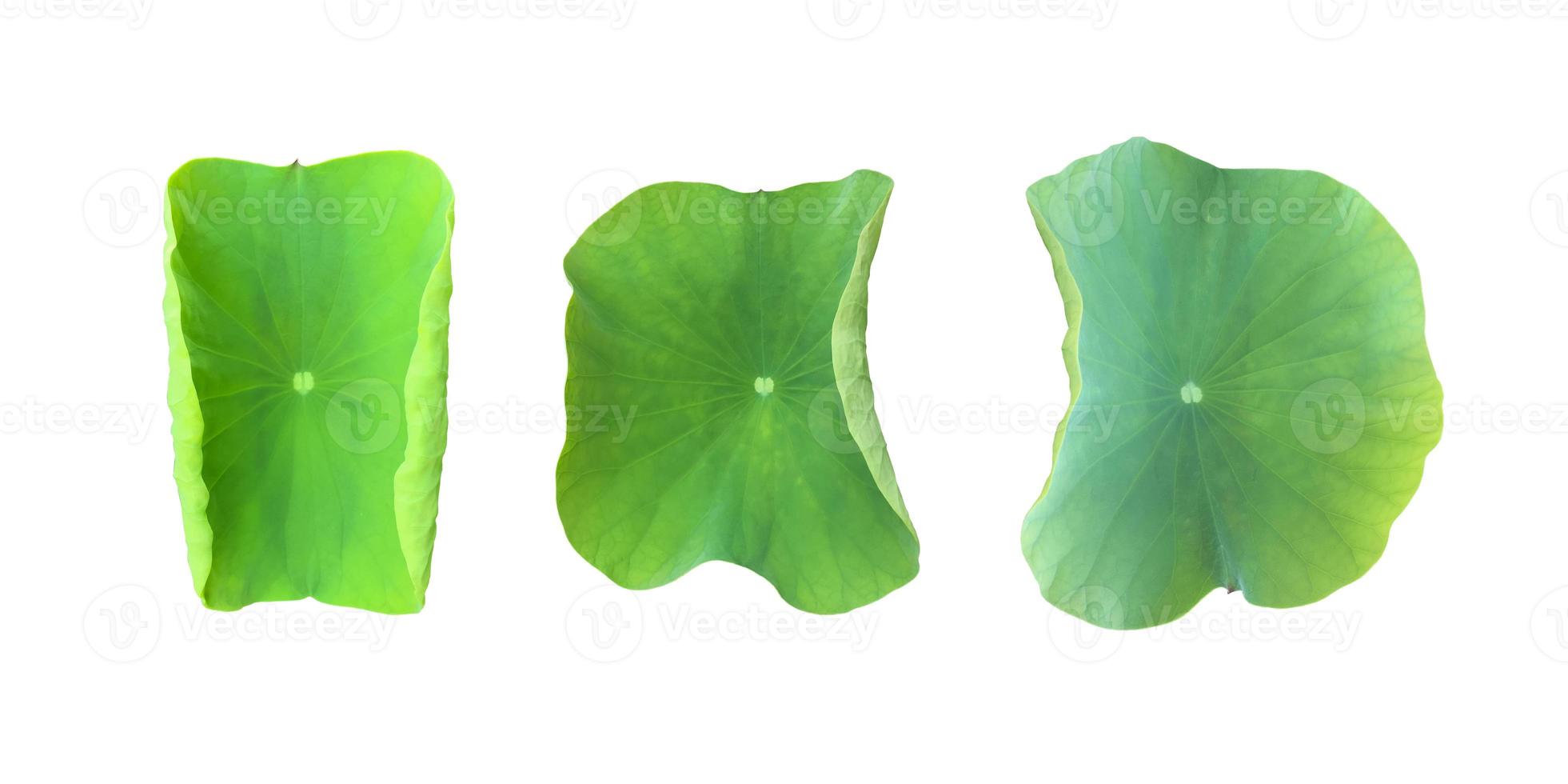 Isolated waterlily or lotus plants with clipping paths. photo