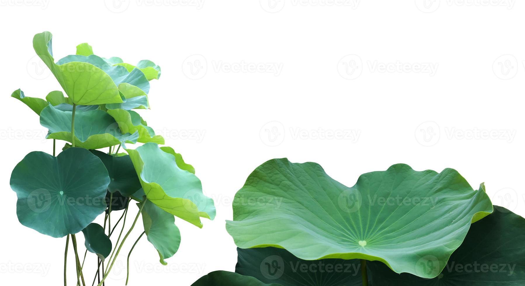 Isolated waterlily or lotus plants with clipping paths. photo