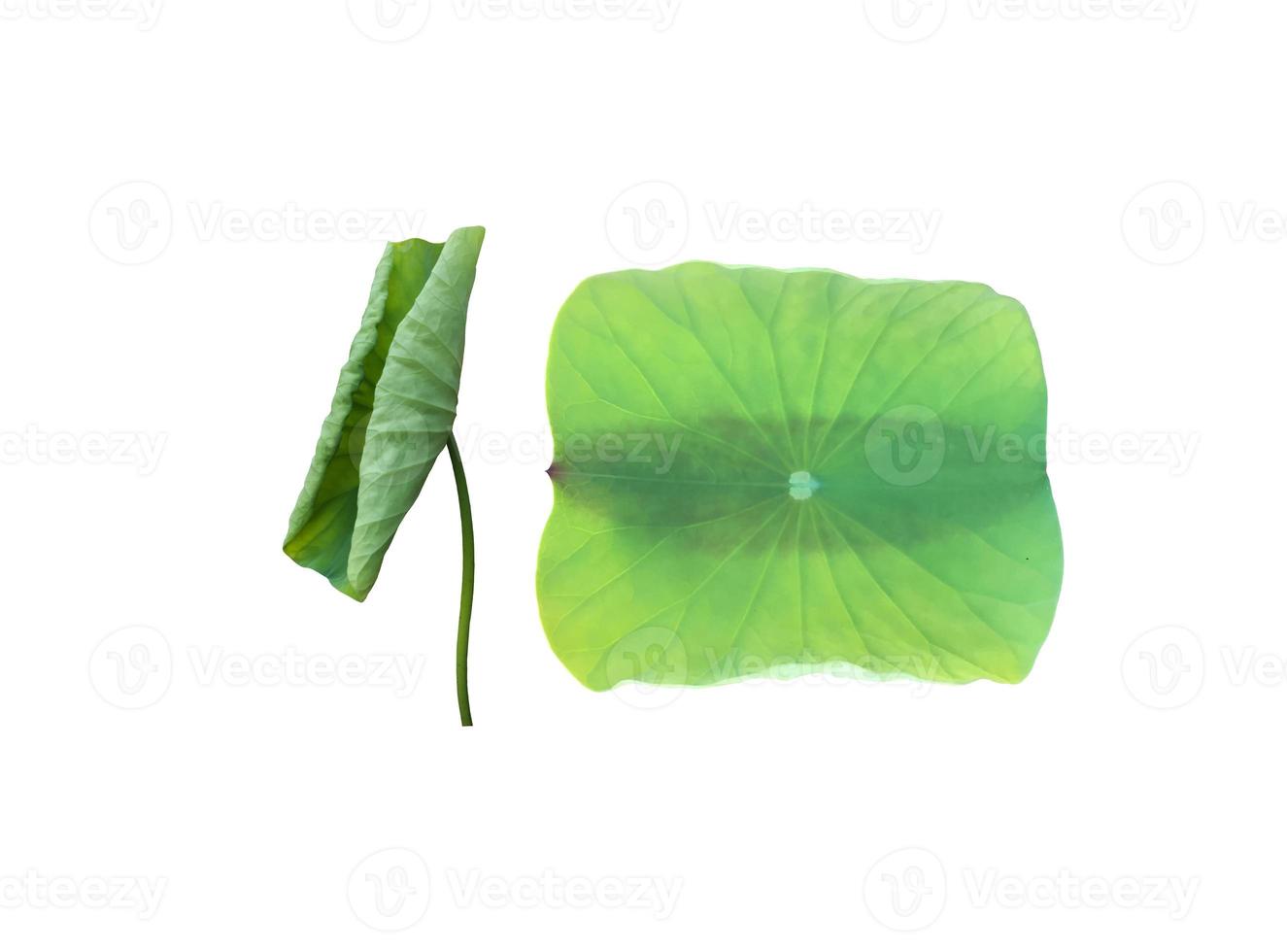 Isolated waterlily or lotus plants with clipping paths. photo