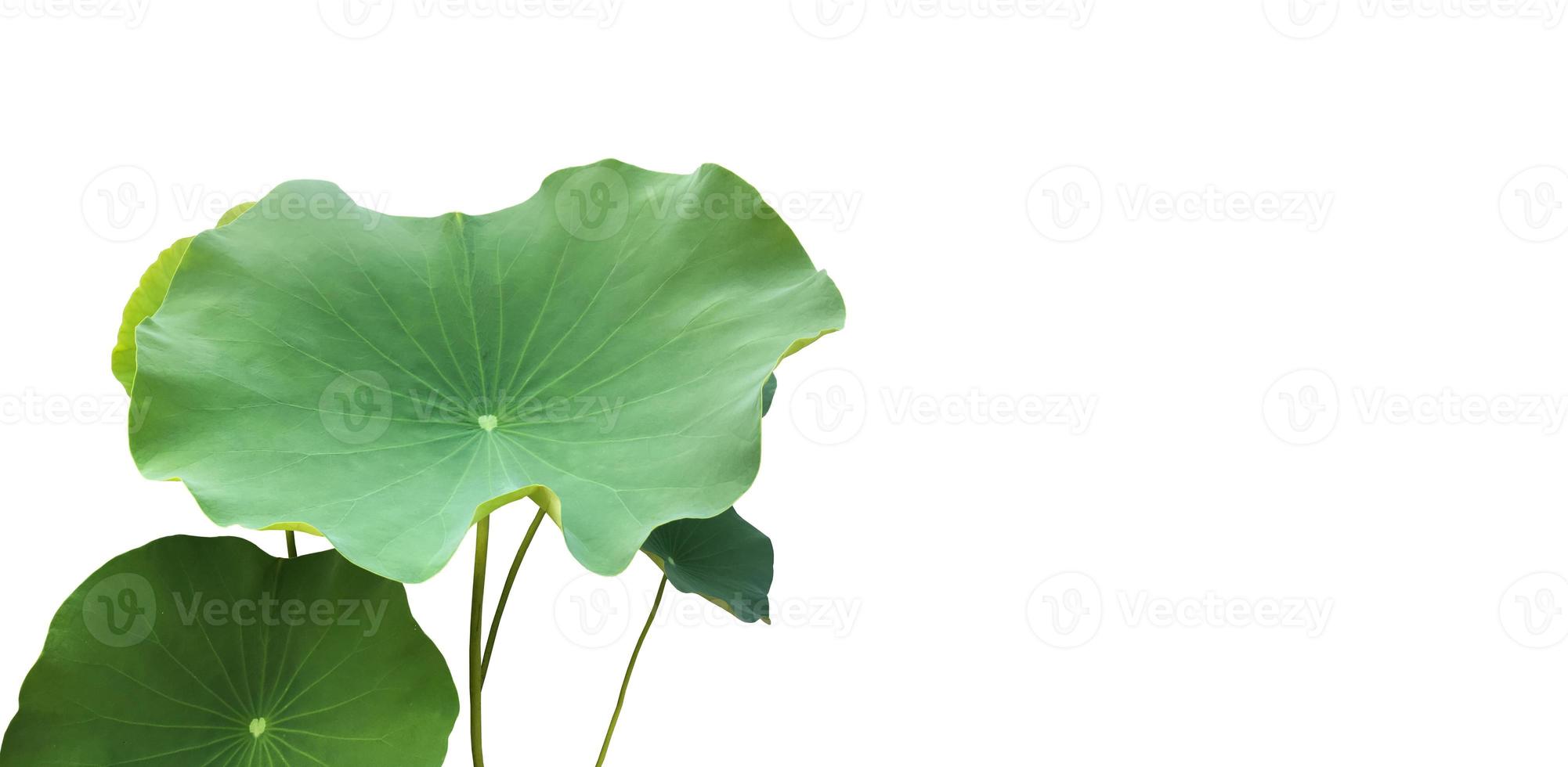 Isolated waterlily or lotus plants with clipping paths. photo