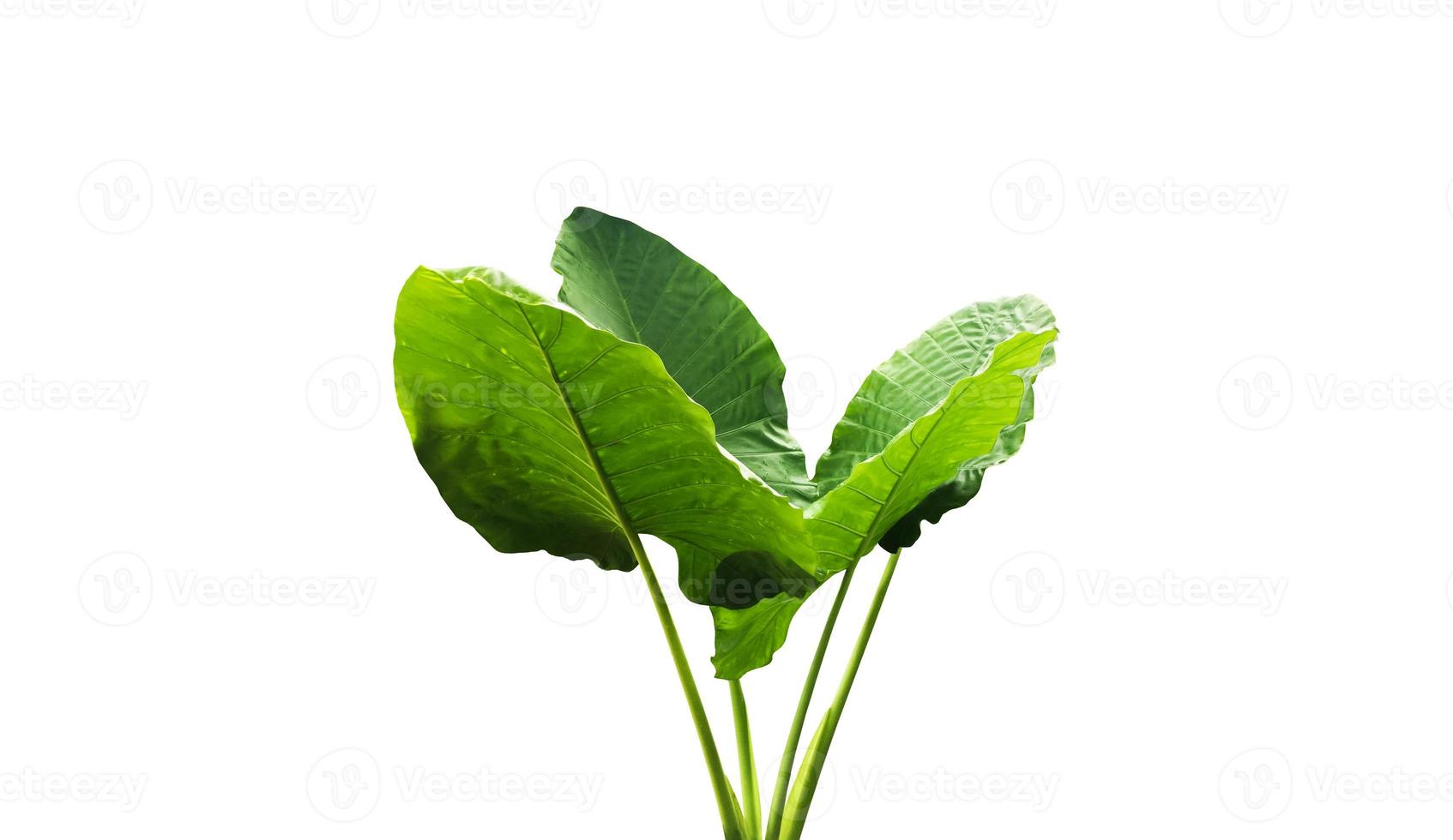 Isolated colocasia morning dew leaf and colocasia milky way leaf with clipping paths. photo