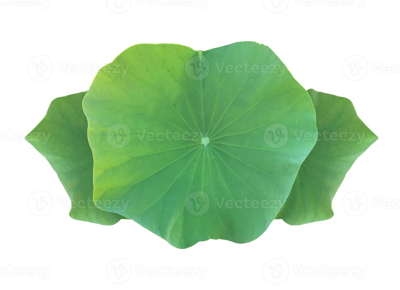 Isolated waterlily or lotus plants with clipping paths. photo