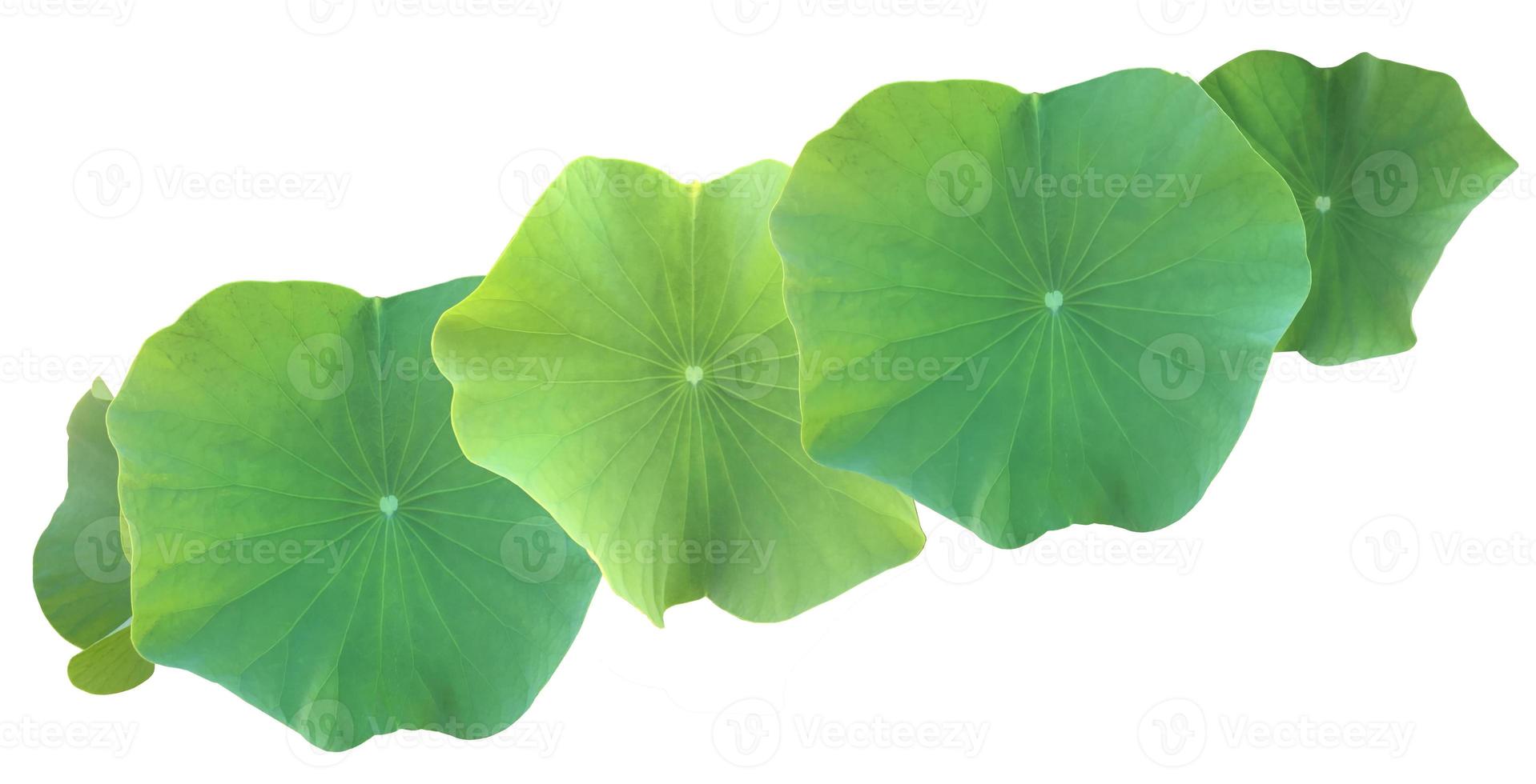 Isolated waterlily or lotus plants with clipping paths. photo