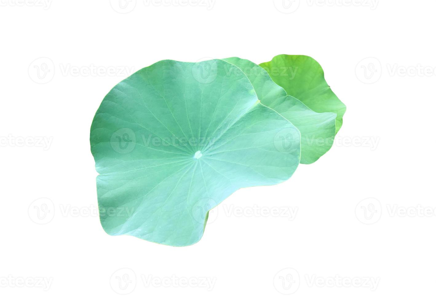 Isolated waterlily or lotus plants with clipping paths. photo