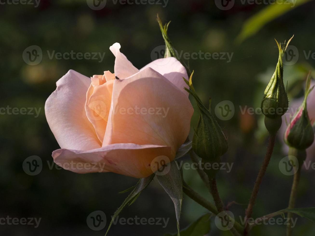 Rare rose flower at cultivation garden species Rita Levi Montalcini photo