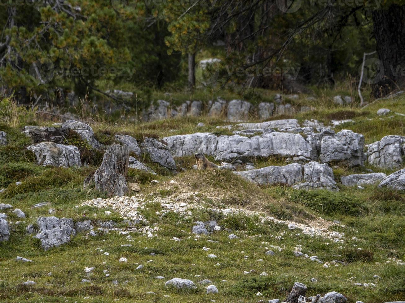 groundhog parliament dolomites fanes valley photo